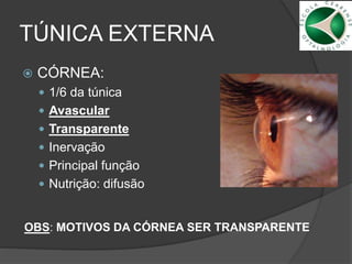 TÚNICA EXTERNA
 CÓRNEA:
 1/6 da túnica
 Avascular
 Transparente
 Inervação
 Principal função
 Nutrição: difusão
OBS: MOTIVOS DA CÓRNEA SER TRANSPARENTE
 