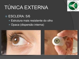TÚNICA EXTERNA
 ESCLERA: 5/6
 Estrutura mais resistente do olho
 Opaca (dispersão interna)
 