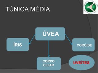 TÚNICA MÉDIA
ÚVEA
ÍRIS
CORPO
CILIAR
CORÓIDE
UVEÍTES
 