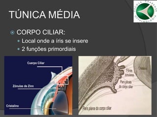 TÚNICA MÉDIA
 CORPO CILIAR:
 Local onde a íris se insere
 2 funções primordiais
 .
 