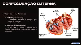 preencoded.png
CONFIGURAÇÃO INTERNA
• O coração possui 4 câmaras:
• 2 átrios (superiores)
→ Função: receber o sangue que
chega ao coração.
• 2 ventrículos (inferiores)
→ Função: bombear o sangue para
fora do coração (para os pulmões ou para
o corpo).
 
