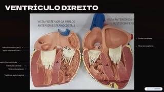 preencoded.png
VENTRÍCULO DIREITO
Valva atrioventricular D
septo interventricular
septo interventricular
Trabéculas cárneas
Músculos papilares
Trabécula septomarginal
Cordas tendíneas
Músculos papilares
 