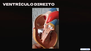 preencoded.png
VENTRÍCULO DIREITO
 