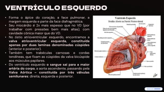 preencoded.png
VENTRÍCULO ESQUERDO
• Forma o ápice do coração, a face pulmonar, a
margem esquerda e parte da face diafragmática.
• Seu miocárdio é 2x mais espesso que no VD (por
trabalhar com pressões bem mais altas), com
cavidade cônica maior que do VD.
• No óstio atrioventricular esquerdo, encontramos a
valva atrioventricular esquerda, constituída
apenas por duas laminas denominadas cúspides
(anterior e posterior).
• Também tem trabéculas carnosas e cordas
tendíneas, que fixam as cúspides da valva bicúspide
aos músculos papilares.
• Do ventrículo esquerdo o sangue sai para a maior
artéria do corpo, a aorta ascendente, passando pela
Valva Aórtica – constituída por três válvulas
semilunares: direita, esquerda e posterior.
 