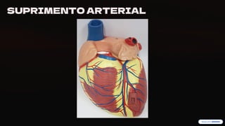 preencoded.png
SUPRIMENTO ARTERIAL
 
