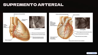 preencoded.png
SUPRIMENTO ARTERIAL
 