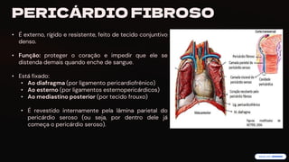 preencoded.png
PERICÁRDIO FIBROSO
• É externo, rígido e resistente, feito de tecido conjuntivo
denso.
• Função: proteger o coração e impedir que ele se
distenda demais quando enche de sangue.
• Está fixado:
• Ao diafragma (por ligamento pericardiofrênico)
• Ao esterno (por ligamentos esternopericárdicos)
• Ao mediastino posterior (por tecido frouxo)
• É revestido internamente pela lâmina parietal do
pericárdio seroso (ou seja, por dentro dele já
começa o pericárdio seroso).
 