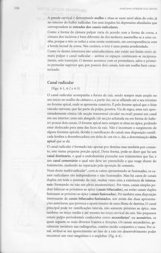 ANATOMIA INTERIOR DOS DENTES
A parede cervical é denominada soalho e situa-se num nível além do colo, já
no interior do bulbo radicular. Em seus ângulos há depressões afuniladas que
correspondem às entradas dos canais radiculares.
Como a fornia da câmara pulpar varia de acordo com a forma da coroa, a
câmara dos incisivos é bem diferente da dos molares; assemelha-se a uma cu-
nha, porque o teto se reduz a uma aresta reentrante, em correspondência com
a borda incisai da coroa. Nos caninos, o teto é uma ponta arredondada.
Como os dentes anteriores são unirradiculares, não existe um limite entre câ-
mara pulpar e canal radicular - ambos os espaços continuam-se reciproca-
mente, sem transição. O mesmo acontece com os premolares, salvo o primei-
ro premolar superior que, por possuir dois canais, tem um soalho bem carac-
terizado.
Canal radicular
(Figs. 4-1, 4-2 e 4-3)
O canal radicular acompanha a forma da raiz, sendo sempre mais amplo no
seu início no soalho da câmara e, a partir daí, vai se afilando até o seu término
no forame apical, onde se apresenta constrito. É pelo forame apical que o feixe
vásculo-nervoso, que faz parte da polpa, penetra. Via de regra, uma raiz apro-
ximadamente cónica (de secção transversal circular ou oval) possui um canal
em seu interior; uma raiz alargada (de secção achatada ou em forma de halte-
re) possui dois canais. O forame apical nem sempre se situa no ápice, podendo
estar deslocado para uma das faces da raiz. Não é incomum o surgimento de
alguns forames apicais, devido à ramificação do canal; essa disposição ramifi-
cada lembra a desembocadura em delta de um rio e, daí, a denominação delta
apical que se dá.
O canal radicular é formado não apenas por dentina mas também por cemen-
to, este numa pequena porção apical. Desta forma, pode-se dizer que há um
canal dentinário, o qual o endodontista preenche nos tratamentos que faz, e
um canal cementário o qual não deve ser preenchido e que reage diante do
tratamento, ajudando na reparação pela aposição de cemento.
Num dente multirradicular*, com as raízes apresentando-se fusionadas, os ca-
nais radiculares são independentes e não fusionados. Mas há casos de canais
duplos em toda a extensão da raiz, muitas vezes com a existência de interca-
nais (formando ou não um plexo anastomótico). Por vezes, canais simples po-
dem bifurcar-se próximos ao ápice (canais bifurcados), ou então canais duplos
fusionam-se próximo ao ápice (canais fusionados). Há também uma disposição
interessante de canais bifurcados-fusionados, um misto das duas apresenta-
ções anteriores, que provoca o aparecimento de uma ilhota de dentina. O canal
principal pode ter ramificações laterais, não somente próximo ao ápice, mas
também no terço médio e até mesmo no terço cervical da raiz. São pequenos
canais pulpo-periodontais conhecidos como secundários* ou acessórios, os
quais seguem os mais diversos trajetos e direções. Os canais secundários, ge-
ralmente invisíveis nas radiografias, contêm tecido conjuntivo e vasos. Por si-
nal, atribui-se seu aparecimento ao fato de a raiz em desenvolvimento poder
encontrar um vaso sanguíneo e o englobar (Fig. 4-4).
 