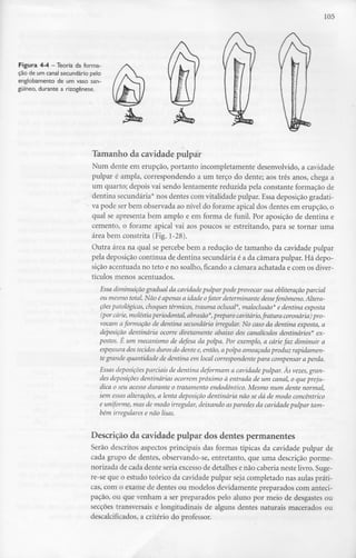 105
Figura 4-4 - Teoria daforma-
ção de um canal secundário pelo
englobamento de um vaso san-
guíneo, durante a rizogênese.
Tamanho da cavidade pulpar
Num dente em erupção, portanto incompletamente desenvolvido, a cavidade
pulpar é ampla, correspondendo a um terço do dente; aos três anos, chega a
um quarto; depois vai sendo lentamente reduzida pela constante formação de
dentina secundária* nos dentes com vitalidade pulpar. Essa deposição gradati-
va pode ser bem observada ao nível do forame apical dos dentes em erupção, o
qual se apresenta bem amplo e em forma de funil. Por aposição de dentina e
cemento, o forame apical vai aos poucos se estreitando, para se tornar uma
área bem constrita (Fig. 1-28).
Outra área na qual se percebe bem a redução de tamanho da cavidade pulpar
pela deposição contínua de dentina secundária éa da câmara pulpar. Há depo-
sição acentuada no teto e no soalho, ficando a câmara achatada e com os diver-
tículos menos acentuados.
Essa diminuição gradual da cavidade pulpar pode provocar sua obliteraçãoparcial
ou mesmo total.Não é apenas a idade ofator determinante dessefenómeno. Altera-
çõespatológicas,choques térmicos,trauma odusal*, mahclusão* e dentina exposta
(por cárie, moléstiaperiodontal, abrasão*,preparo cavitário,fratura coronária)pro-
vocam a formação de dentina secundária irregular. No caso da dentina exposta, a
deposição dentinária ocorre diretamente abaixo dos canalículos dentinários* ex-
postos. É um mecanismo de defesa da polpa. Por exemplo, a cárie faz diminuir a
espessura dos tecidos durosdo dente e, então, apalpa ameaçada produz rapidamen-
te grande quantidade de dentina em local correspondente para compensar a perda.
Essas deposições parciais de dentina deformam a cavidadepulpar. As vezes,gran-
des deposições dentinárias ocorrempróximo à entrada de um canal, o que preju-
dica o seu acesso durante o tratamento endodôntico. Mesmo num dente normal,
sem essas alterações,a lenta deposição dentinária não se dá de modo concêntrico
e uniforme, mas de modo irregular,deixando asparedes da cavidadepulpar tam-
bém irregularese não lisas.
Descrição da cavidade pulpar dos dentes permanentes
Serão descritos aspectos principais das formas típicas da cavidade pulpar de
cada grupo de dentes, observando-se, entretanto, que uma descrição porme-
norizada de cada dente seria excesso de detalhes e não caberia neste livro. Suge-
re-se que o estudo teórico da cavidade pulpar seja completado nas aulas práti-
cas, com o exame de dentes ou modelos devidamente preparados com anteci-
pação, ou que venham a ser preparados pelo aluno por meio de desgastes ou
secções transversais e longitudinais de alguns dentes naturais macerados ou
descalcificados, a critério do professor.
 