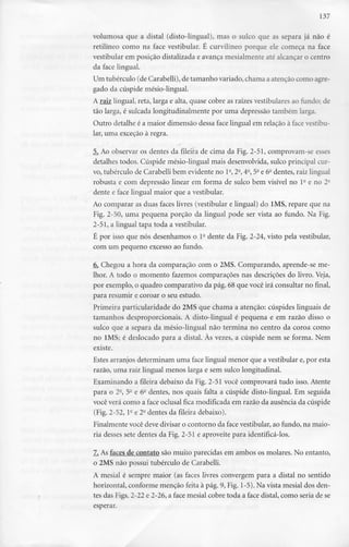 137
volumosa que a distai (disto-lingual), mas o sulco que as separa já não é
retilíneo como na face vestibular. É curvilíneo porque ele começa na face
vestibular em posição distalizada e avança mesialmente até alcançar o centro
da face lingual.
Um tubérculo (de Carabelli), de tamanho variado, chama a atenção como agre-
gado da cúspide mésio-lingual.
A raiz lingual, reta, larga e alta, quase cobre as raízes vestibulares ao fundo; de
tão larga, é sulcada longitudinalmente por uma depressão também larga.
Outro detalhe é a maior dimensão dessa face lingual em relação à face vestibu-
lar, uma exceção à regra.
5. Ao observar os dentes da fileira de cima da Fig. 2-51, comprovam-se esses
detalhes todos. Cúspide mésio-lingual mais desenvolvida, sulco principalcur-
vo, tubérculo de Carabelli bem evidente no l-, 2°,4-, 5- e 6- dentes, raizlingual
robusta e com depressão linear em forma de sulco bem visível no l- e no 2-
dente e face lingual maior que a vestibular.
Ao comparar as duas faces livres (vestibular e lingual) do IMS, repare que na
Fig. 2-50, uma pequena porção da lingual pode ser vista ao fundo. Na Fig.
2-51, a lingual tapa toda a vestibular.
É por isso que nós desenhamos o l- dente da Fig. 2-24, visto pela vestibular,
com um pequeno excesso ao fundo.
6. Chegou a hora da comparação com o 2MS. Comparando, aprende-se me-
lhor. A todo o momento fazemos comparações nas descrições do livro. Veja,
por exemplo, o quadro comparativo da pág. 68 que você irá consultar no final,
para resumir e coroar o seu estudo.
Primeira particularidade do 2MS que chama a atenção: cúspides linguais de
tamanhos desproporcionais. A disto-lingual é pequena e em razão disso o
sulco que a separa da mésio-lingual não termina no centro da coroa como
no IMS; é deslocado para a distai. Às vezes, a cúspide nem se forma. Nem
existe.
Estes arranjos determinam uma face lingual menor que a vestibular e, por esta
razão, uma raiz lingual menos larga e sem sulco longitudinal.
Examinando a fileira debaixo da Fig. 2-51 você comprovará tudo isso. Atente
para o 2-, 5- e 6- dentes, nos quais falta a cúspide disto-lingual. Em seguida
você verá como a face oclusal fica modificada em razão da ausência da cúspide
(Fig. 2-52, l- e 2a dentes da fileira debaixo).
Finalmente você deve divisar o contorno da face vestibular,ao fundo, na maio-
ria desses sete dentes da Fig. 2-51 e aproveite para identificá-los.
7. As faces de contato são muito parecidas em ambos os molares. No entanto,
o 2MS não possui tubérculo de Carabelli.
A mesial é sempre maior (as faces livres convergem para a distai no sentido
horizontal, conforme menção feita à pág. 9, Fig. 1-5). Na vista mesial dos den-
tes das Figs. 2-22 e 2-26, a face mesial cobre toda a face distai, como seria de se
esperar.
 