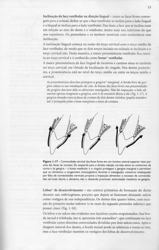 15
Inclinação da face vestibular na direção lingual - como asfaces livres conver-
gem para a oclusal, deduz-se que a face vestibular se inclina para o lado lingual
e a lingual se inclina para o lado vestibular. Das duas, a face que se inclina mais
em relação ao eixo do dente é a vestibular, muito mais nos inferiores do que
nos superiores. Os premolares e os molares mostram com exuberância essa
inclinação.
A inclinação lingual começa na união do terço cervical com o terço médio da
face vestibular, de modo que os dois terços incisais ou oclusais se inclinam e o
terço cervical não. Desta maneira, a maior proeminência vestibular fica restri-
ta ao terço cervical e é conhecida como bossa* vestibular.
A maior proeminência da face lingual de incisivos e caninos situa-se também
no terço cervical, em virtude da localização do cíngulo. Nos dentesposterio-
res, a proeminência está no nível do terço médio ou entre os terços médio e
cervical.
As proeminências descritas protegem a gengiva* marginal. A borda livre da gen-
giva coloca-se nas imediações do colo. As bossas das faces livres nas proximidades
da gengiva desviam dela os alimentos mastigados. Não há impacção; o bolo ali-
mentar apenas tangencia a gengiva, sem ir de encontro direto a ela (Fig.1-17). A
gengiva situada entre asfaces de contato de dois dentes vizinhos (papila interden-
tal) é protegida pelas cristas marginais e áreas de contato.
Figura l-17 - Convexidade cervical das faces livres em um incisivo central superior visto por
uma das faces de contato. Da esquerda para a direita: relação correta entre os contornos da
coroa e dagengiva - a bossavestibular e o cíngulo protegem a gengiva marginal e permitem
que os alimentos a tangenciem (massageiem) durante a mastigação; contorno inadequado
por falta de convexidades cervicais propicia a impacção alimentar; o excesso de convexida-
des cervicais desvia o alimento, não o deixando promover estimulação mecânica na gengiva.
Lobos* de desenvolvimento - são centros primários de formação do dente
durante sua embriogênese, porções que depois se fusionam deixando sulcos
como vestígios de sua independência. Os dentes têm quatro lobos, com exce-
ção do primeiro molar inferior (e às vezes do segundo premolar inferior) que
possui cinco (Fig. 1-18).
Os lobos e os sulcos são evidentes nos incisivos recém-erupcionados. Sua bor-
da incisai é trilobada, isto é, apresenta três mamelões*, que continuam na face
vestibular como discretas convexidades divididas por dois sulcos rasos. Após o
desgaste natural dos dentes, a borda incisai perde as saliências e torna-se reta,
mas a face vestibular mantém os vestígios dos lobos dedesenvolvimento.
 