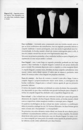 47
Figura 2-21 - Segundo premo-
lar inferior. Três exemplares vis-
tos pelas faces vestibular, lingual
e mesial.
Face vestibular - iniciando uma comparação comseuvizinho mesial, nota-se
que as faces vestibulares são semelhantes,mas no segundo premolar inferior a
cúspide vestibular é menos pontiaguda, com sua aresta longitudinal mais ho-
rizontalizada. Asbordas mesial e distai são menos convergentes para o colo. A
área de contato mesial fica em um nível ligeiramente mais alto.
Talcomo no primeiro premolar, a face vestibular inclina-separa a lingual, prin-
cipalmente os seus terços médio e oclusal.
Face lingual - essa é mais larga no segundo premolar, podendo ser tão larga
quanto a face vestibular. A cúspide lingual é central ou um pouco deslocada
para a mesial. Há constante depressão entre a cúspide e a crista marginal distai.
A cúspide lingual é, muitas vezes, dividida em duas cúspides subsidiárias: uma
mesial, maior, outra distai, menor. O sulco que as separa é, portanto, mais
distai. Ele avança sobre a face lingual em pequena extensão.
Faces de contato - das faces de contato, a mesial é mais alta e larga. Como a
cúspide lingual é proporcionalmente maior neste dente, a convergência das
bordas vestibular e lingual para a oclusal é menos aguda do que no primeiro
premolar inferior.
O vértice da cúspide vestibular caialinhado no centro do dente. Emconsequên-
cia, depreende-seque a face vestibular tem grande inclinação para a lingual. O
vértice da cúspide lingual fica alinhado com a superfície lingual da raiz.
Face oclusal - a face oclusal tem um contorno circular por causa dasgrandes
dimensões da cúspide e da face lingual. Mesmo assim, as bordas mesial e distai
com as respectivas cristas marginais tendem a convergir para a lingual.
Os padrões morfológicos da face oclusal são muito variáveis e a combinação
deles já permitiu catalogá-los em 242 formas diferentes. As duas formas gerais
mais comuns são a bicuspidada* e a tricuspidada*.
Na primeira, um sulco divisório mésio-distal, em forma de arco aberto para a
vestibular (ocasionalmente retilíneo), corre entre as duas cúspides. Da metade
distai deste sulco parte uma depressão rasa em direção lingual. Àsvezes,o sul-
co é interrompido por uma ponte de esmalte como aquela do primeiro premo-
lar inferior, sendo então substituído por duas fossetas.
 