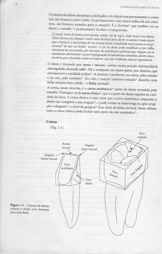 GENERALIDADES SOBRE OS DENTES
Os dentes decíduos sãopouco calcificados em relação aospermanentes e, como
tais, sãobrancos como o leite. Os permanentes, com maior índice de sais calcá-
reos, são brancos puxados para o amarelo. É a dentina* que confere cor ao
dente; o esmalte* é praticamente incolor e transparente.
O matiz_ varia de pessoa para pessoa, sendo, via de regra, mais escuro nos idosos.
Num mesmo arcodental o matiz varia de dente para dente (o canino é mais escuro
que o incisivo) e nasporções de um mesmo dente (tonalidade mais escura no terço*
cervical* do que na borda* incisai). A cor do dente pode modificar-se por falha
estrutural de seus tecidos,por absorçãode substâncias químicas que chegam até os
canalículos dentinários* oupor impregnação de substâncias estranhas, dentre elas a
nicotina que ofumante insiste em aspirar, seja por irreflexão, seja por ignorância.
O dente é formado por coroa e raiz(es), unidas numa porção intermediária
estrangulada chamada colo*. Ele é composto, na maior parte, por dentina, que
circunscreve a cavidade pulpar*. A dentina é recoberta, na coroa, pelo esmalte
e na raiz, pelo cemento*. No colo, a junção cemento-esmalte* desenha uma
linha sinuosa bem nítida - a linha cervical*.
A coroa, assim descrita, é a coroa anatómica*: parte do dente revestida pelo
esmalte. Distingue-seda coroa clínica*, que é a parte do dente exposta na cavi-
dade da boca. A coroa clínica é mais curta que a coroa anatómica, enquanto o
dente não completa a sua erupção*, epode tornar-se mais longa se,após erup-
ção e desgaste*, o nível da gengiva* ficar além da linha cervical. Nesse último
caso, a coroa clínica pode incluir uma parte da raiz anatómica*.
Coroa
(Fig. 1-1)
Borda
incisai
Ângulo
disto-incisai
Ângulo
mésio-incisal
Figura l -1 - Coroas dedentes
incisivo e molar, com destaque
para suas faces.
Face
oclusal
 