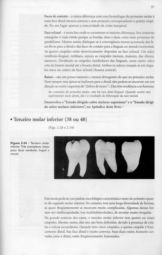 57
Faces de contato - a única diferença com suas homólogas do primeiro molar é
uma face distai menos convexa e sem projeção correspondenteà quinta cúspi-
de. No seu lugar aparece a concavidade da crista marginal.
Face oclusal - énesta face onde seencontram asmaiores diferenças.Seu contorno
retangular é mais nítido porque as bordas, duas a duas, estão mais próximas do
paralelismo. Mesmo assim, distingue-se a convergência menos acentuada das fa-
ces livres para a distai e das faces de contato para a lingual, no sentido horizontal.
As quatro cúspides estão simetricamente dispostas na face oclusal. Um sulco
vestíbulo-lingual, retilíneo, separa as cúspides mesiais, maiores, das distais,
menores. Dividindo as cúspides vestibulares das linguais, corre outro sulco
reto da fosseta mesial até a fosseta distai. Ambos os sulcos cruzam-se em ângu-
los retos no centro da face oclusal (fosseta central).
Raízes - sãoum pouco menores e menos divergentes do que no primeiro molar.
Nem sempre seus ápices seinclinam para a distai; eles podem seencurvar um em
direção ao outro (aspectosde "chifres de touro"). Elas têm tendência a se fusionar.
Ao contrário ao primeiro molar, não há raiz disto-lingual. Quando ocorre raiz
suplementar neste dente, ela é o resultado da bifurcação da raiz mesial.
Desenvolva o "Estudo dirigido sobre molares superiores" e o "Estudo dirigi-
do sobre molares inferiores", no Apêndice deste livro. -
Terceiro molar inferior (38 ou 48)
(Figs. 2-28 e 2-34)
Figura 2-34 - Terceiro molar
inferior. Três exemplares vistos
pelas faces vestibular, lingual e
mesial.
Este dente pode ter um padrão morfológicocaracterístico tanto do primeiro quan-
to do segundo molar inferior. No entanto, tem uma larga diversidade de formas,
as quais frequentemente se mostram muito complicadas. Algumas dessas for-
mas são multicuspidadas (ou multituberculadas), de arranjo muito irregular.
Na grande maioria dos casos, o terceiro molar inferior tem quatro ou cinco
cúspides. Mesmo assim, elas não são bem definidas, devido à presença de cris-
tas e sulcos secundários. Quando tem cinco cúspides, a quinta cúspide é fran-
camente distai. Sua face distai é muito convexa. Suas duas raízes, bastante cur-
vadas para a distai, estão frequentemente fusionadas.
 
