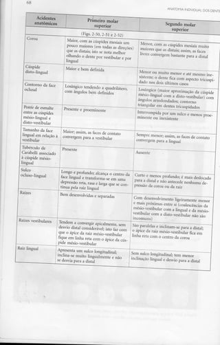 --
Acidentes
anatómicos
Primeiro molar
superior
Segundo molar
superior
(Figs. 2-50, 2-51 e2-52)
Coroa
j
Cúspide
disto-lingual
Contorno da face
oclusal
Ponte de esmalte
entre as cúspides
mésio-língual e
disto-vestibular
Tamanho da face
lingual em relação à
vestibular
Tubérculo de
Carabelli associado
à cúspide mésio-
lingual
Sulco
ocluso-lingual
Raízes
Raízes vestibulares
Raiz lingual
Maior, com as cúspides mesiais um
pouco maiores (em todas as direções)
que as distais; isto se nota melhor
olhando o dente por vestibular e por
lingual
Maior e bem definida
Losângico tendendo a quadrilátero,
com ângulos bem definidos
.
Presente e proeminente
Maior; assim, as faces de contato
convergem para avestibular
Presente
Longo e profundo; alcança o centro da
face lingual e transforma-seem uma
depressão reta, rasa e larga que se con-
tinua pela raiz lingual
Bem desenvolvidas e separadas
Tendem a convergir apicalmente, sem
desvio distai considerável; isto faz com
que o ápice da raiz mésio-vestibular
fique em linha reta com o ápice da cús-
pide mésio-vestibular
Apresenta um sulco longitudinal;
inclina-se muito lingualmente e não
se desvia para a distai
Menor, com as cúspides mesiais muito
maiores que as distais; assim, as faces
livres convergem bastante para a distai
Menor ou muito menor e até mesmo ine-
xistente; o dente fica com aspecto trícuspi-
dado nos dois últimos casos
Losângico (maior aproximação da cúspide
mésio-lingual com a disto-vestibular) com
ângulos arredondados; contorno
triangular em dentes tricuspidados
Interrompida por um sulco e menos proe-
minente ou inexistente
Sempre menor; assim, as faces de contato
convergem para a lingual
Ausente
Curto e menos profundo; é mais deslocado
para a distai e não antecede nenhuma de-
pressão da coroa ou da raiz
Com desenvolvimento ligeiramente menor
e mais próximas entre si (coalescências da
mésio-vestibular com a lingual e da mésio-
vestibular com a disto-vestibular não são
incomuns)
São paralelas e inclinam-se para a distai;
o ápice da raiz mésio-vestibular fica em
linha reta com o centro da coroa
Sem sulco longitudinal; tem menor
inclinação lingual e desvio para a distai
 