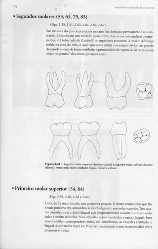 ANATOMIA INDIVIDUAL DOS DENTES
Segundos molares (55, 65, 75, 85)
(Figs. 2-55, 2-61, 2-63, 2-64, 2-66,2-67)
São maiores do que os primeiros molares (na dentição permanente é aocon-
trário). Constituem um modelo quase exato dos primeiros molares perma-
nentes, até tubérculo de Carabelli os superiores possuem. A maior diferença
reside na área do colo, o qual apresenta nítida constrição devido ao grande
desenvolvimento da bossa vestibular epronunciada divergência das raízes(para
alojar os germes* dos dentes permanentes).
Figura 2-61 - Segundo molar superior decíduo (acima) e segundo molar inferior decíduo
(abaixo), vistos pelas faces vestibular, lingual, mesial e oclusal.
Primeiro molar superior (54, 64)
(Figs. 2-55, 2-62, 2-63 e 2-64)
Como já foi mencionado, tem anatomia própria. O dente permanente que lhe
é mais próximo em concordância morfológica é o premolar superior. Tem qua-
tro cúspides, mas a disto-lingual está frequentemente ausente e a disto-vesti-
bular é muito reduzida. Suas cúspides mésio-vestibular e mésio-lingual, bem
desenvolvidas, correspondem então, em semelhança, às cúspides vestibular e
lingual do premolar superior. Pode ser considerado como intermediário entre
premolar e molar.
 