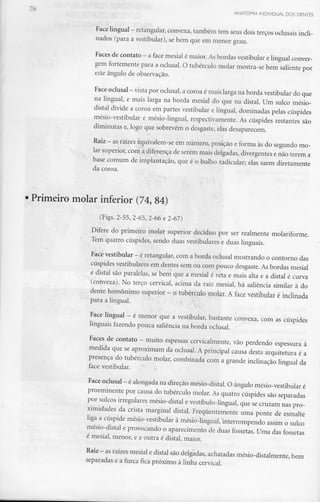 ANATOMIA INDIVIDUAL DOS DENTES
Face lingual - retangular, convexa,também tem seus dois terços oclusaisincli-
nados (para a vestibular), se bem que em menor grau.
Faces de contato - a face mesial émaior. Asbordas vestibular elingual conver-
gem fortemente para a oclusal. O tubérculomolar mostra-sebem saliente por
este ângulo de observação.
Face oclusal - vista por oclusal, a coroa é maislarga na borda vestibulardoque
na lingual, e mais larga na borda mesial do que na distai. Um sulco mésio-
distal divide a coroa em partes vestibular e lingual, dominadas pelas cúspides
mésio-vestibular e mésio-lingual, respectivamente. As cúspides restantes são
diminutas e, logo que sobrevêm o desgaste,elasdesaparecem.
Raiz - asraízes equivalem-seem número, posição e forma às do segundo mo-
lar superior, com a diferença de serem mais delgadas, divergentes enão terem a
base comum de implantação, que é o bulbo radicular; elas saem diretamente
da coroa.
Primeiro molar inferior (74, 84)
(Figs. 2-55, 2-65, 2-66 e2-67)
Difere do primeiro molar superior decíduo por ser realmente molariforme.
Tem quatro cúspides, sendo duas vestibulares e duas linguais.
Face vestibular - é retangular, coma borda oclusal mostrando o contorno das
cúspides vestibulares em dentes sem ou com pouco desgaste.Asbordasmesial
e distai são paralelas, se bem que a mesial é reta e mais alta e a distai é curva
(convexa). No terço cervical, acima da raiz mesial, há saliência similar à do
dente homónimo superior - o tubérculo molar. A face vestibular é inclinada
para a lingual.
Face lingual - é menor que a vestibular, bastante convexa, com as cúspides
linguais fazendo pouca saliência na borda oclusal.
Faces de contato - muito espessas cervicalmente,vão perdendo espessuraà
medida que se aproximam da oclusal. A principal causa desta arquitetura é a
presença do tubérculo molar, combinada com a grande inclinação lingual da
face vestibular.
Face oclusal - éalongada na direção mésio-distal.O ângulo mésio-vestibular é
proeminente por causa do tubérculo molar. As quatro cúspides são separadas
por sulcos irregulares mésio-distal e vestíbulo-lingual, que se cruzam nas pro-
ximidades da crista marginal distai. Frequentementeuma ponte de esmalte
liga a cúspide mésio-vestibular à mésio-lingual, interrompendo assim o sulco
mésio-distal e provocando o aparecimento de duas fossetas. Uma das fossetas
é mesial, menor, e a outra é distai, maior.
Raiz - asraízesmesial e distaisãodelgadas,achatadasmésio-distalmente,bem
separadas e a furca fica próximo à linha cervical.
 