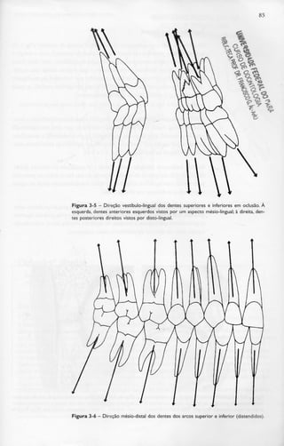 85
Figura 3-5 - Direção vestíbulo-lingual dos dentes superiores e inferiores em oclusão. À
esquerda, dentes anteriores esquerdos vistos por um aspecto mésio-lingual; à direita, den-
tes posteriores direitos vistos por disto-lingual.
Figura 3-6 - Direção mésio-distal dos dentes dos arcos superior e inferior (distendidos).
 