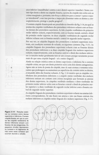 90 ARCOS DENTAIS PERMANENTESE OCLUSÃO DENTAL
arco inferior (mandibular) contra o arco dental superior (maxilar). Neste con-
tato tipo dente a dente ou cúspide-fosseta,a ponta da cúspide não oclui com as
cristas marginais e,portanto, não força o alimento para a ameia* e para o espa-
ço interdental*; com isso previne a impacção alimentar entre os dentes e, con-
seqúentemente, protege a papila gengival*.
O contato cúspide-fossetapode serpercebido no desenho da Fig.3-14, no qual as
pontas das cúspidesvestibulares dos premolares inferiores ocluem com as fosse-
tas mesiais dos premolares superiores. Astrês cúspides vestibulares do primeiro
molar inferior ocluem, respectivamente, com as fossetas mesial, central e distai
do primeiro molar superior. As duas cúspides vestibulares do segundo molar
inferior ocluem com as fossetas mesial e central do segundo molar superior.
Por sua vez, as cúspides linguais dos premolares e molares superiores mos-
tram, em condições normais de oclusão, os seguintes contatos (Fig. 3-15).As
cúspides linguais dos premolares superiores ocluem com as fossetas distais
dos premolares inferiores e as duas cúspides linguais dos molares superiores
ocluem, respectivamente, com as fossetas central e distai dos molares inferio-
res (o terceiro molar geralmente tem só um contato porque raramente possui
mais do queuma cúspide lingual - só a mésio-lingual)
Ainda na relação estática entre os dentes superiores e inferiores há o contato
cúspide-crista, em que um dente posterior oclui com dois dentes antagonistas.
Agora não se trata da ponta da cúspide, mas de suas arestas e vertentes tritu-
rantes que prolongam ou aumentam as superfícies de contato entre os dentes,
avançando além das fossetas oclusais. A Fig. 3-16 mostra que as cúspides ves-
tibulares dos premolares inferiores e a cúspide mésio-vestibular dos molares
inferiores entram em contato com cristas marginais que formam as ameias
dos dentes superiores. As cúspides vestíbulo-mediana e disto-vestibular do
primeiro molar inferior oclui com as fossetas central e distai do primeiro mo-
lar superior e a disto-vestibular do segundo molar inferior com a fosseta cen-
tral do segundo molar superior.
As cúspides linguais dos premolares e molares superiores ocluem nas ameias infe-
riores correspondentes. Só não ficam nas ameias e sim nas fossas centrais dos
molares inferiores as cúspides mésio-linguais dos molares superiores (Fig.3-17).
Figura 3-14 - Relações estáti-
cas ou contatos entre dentes
superiores e inferiores. Contato
cúspide-fosseta, em que as pon-
tas das cúspides vestibulares de
dentes inferiores ocluem com
fossetas de seu antagonistas. Os
pequenos círculos representam
os contatos e os segmentos de
reta unem esses contatos que
ocorrem durante a oclusão.
 