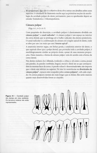102 ANATOMIA INTERIOR DOS DENTES
j dop^oJ^sw|iaL™Jy|as jíao é o objetivo desta obra entrar em detalhes sobre esses
aspectos. O estudantKde Anatomia recebeaqui as primeiras noções da morfo-
logia da cavidade pulpar do dente permanente, para se aprofundar depois ao
estudar Endodontia e Odontopediatria.
Câmara pulpar
(Figs. 4-1,4-2 e4-3)
Com propósito de descrição, a cavidade pulpar é classicamente dividida em
câmara pulpar* e canal radicular*. A câmara pulpar é um espaço no interior
da coroa dental, que se prolonga até o bulbo radicular dos dentes posteriores.
O canal radicular é a continuação da câmara até a região apical do dente, onde
se abre por um (ou mais que um) forame apical*.
A anatomia interior segue, em linhas gerais, a anatomia exterior do dente, o
que equivale dizer que a polpa dental, que preenche toda a cavidade pulpar, é
morfologicamente similar ao próprio dente, apesar de suas menores propor-
ções. Desta maneira, a forma da câmara pulpar varia de acordo com a forma da
coroa dental.
Nos dentes molares ela é dilatada, tendendo a cúbica e, tal como a coroa, possui
seis paredes. As paredes vestibular, lingual, mesial e distai são as que correspon-
dem às mesmas faces da coroa. Aparede oclusal é denominada teto, não importa
que o dente seja inferior ou superior. No teto há reentrâncias ou divertículos da
câmara pulpar*, espaços estes ocupados pelos cornos pulpares*, sob cada cúspi-
de. Os cornos pulpares mesiais são mais longos que os distais. Eles serão maiores
quanto mais desenvolvidas forem as cúspides.
Figura 4-1 - Cavidade pulpar
dos dentes, em vista vestibular.
Os terceiros molares não estão
representados.
 