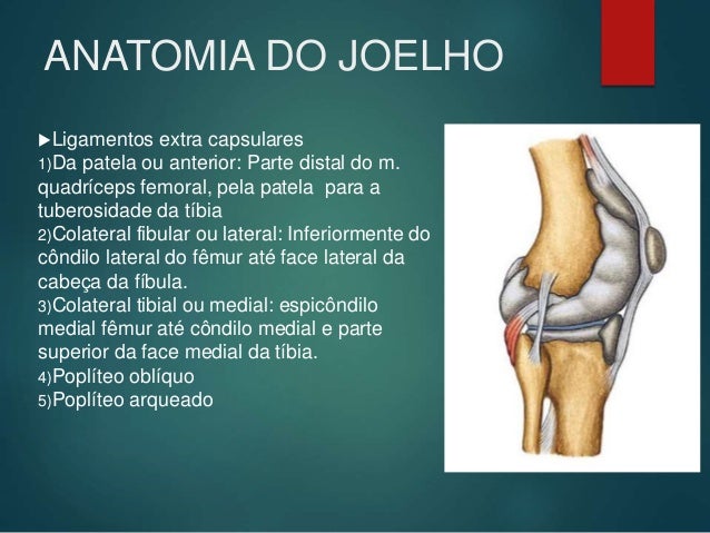 Anatomia do joelho