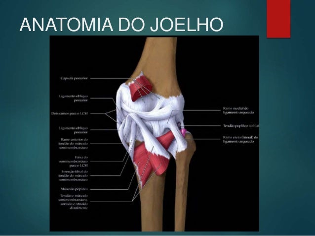 Anatomia do joelho