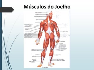 Músculos do Joelho
 