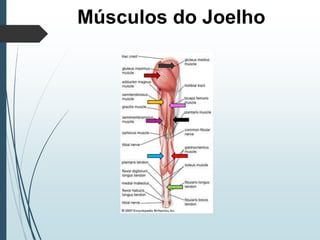 Músculos do Joelho
 
