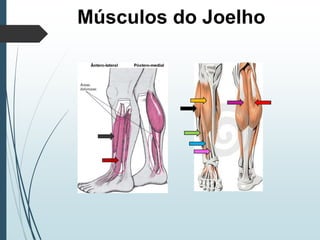 Músculos do Joelho
 