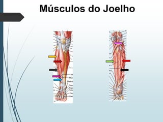 Músculos do Joelho
 