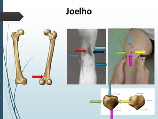 Joelho
 