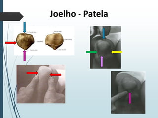 Joelho - Patela
 