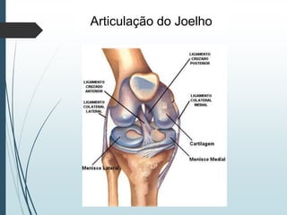 Articulação do Joelho
 