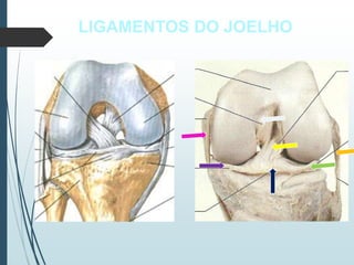LIGAMENTOS DO JOELHO
 