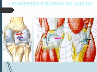 LIGAMENTOS E BURSAS DO JOELHO
 