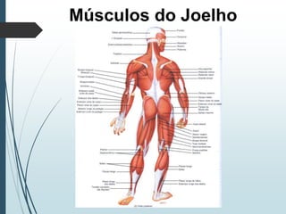 Músculos do Joelho
 