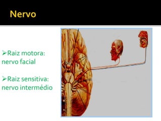 Raiz motora:
nervo facial
Raiz sensitiva:
nervo intermédio
 