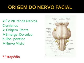 É oVII Par de Nervos
Cranianos
 Origem: Ponte
Emerge: Do sulco
bulbo- pontino
Nervo Misto
*Estapédio
 