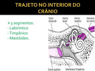 3 segmentos:
- Labiríntico
-Timpânico
- Mastóideo.
 