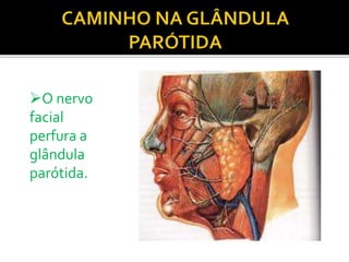 O nervo
facial
perfura a
glândula
parótida.
 
