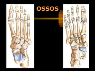 OSSOS
 