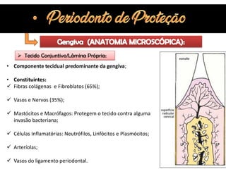 Anatomia do Periodonto | PDF