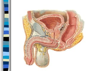 Anatomia do peritônio