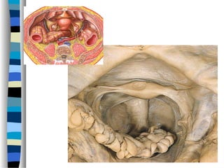 Anatomia do peritônio