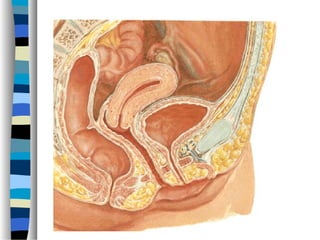 Anatomia do peritônio