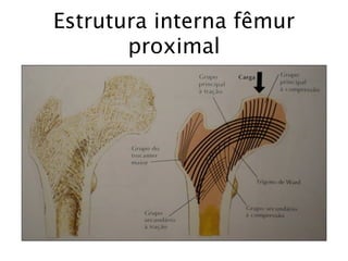 Estrutura interna fêmur
       proximal
 
