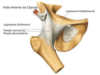 Visão Anterior da Cápsula
                            Ligamento Pubofemoral




Ligamento Iliofemoral

Porção transversa
Porção descendente
 