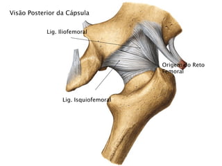 Visão Posterior da Cápsula


            Lig. Iliofemoral




                                       Origem do Reto
                                       Femoral




                  Lig. Isquiofemoral
 