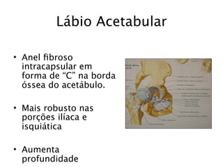Lábio Acetabular

• Anel ﬁbroso
  intracapsular em
  forma de “C” na borda
  óssea do acetábulo.

• Mais robusto nas
  porções ilíaca e
  isquiática

• Aumenta
  profundidade
 