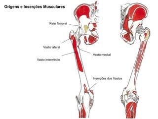 Origens e Inserções Musculares



                        Reto femoral




                    Vasto lateral

                                       Vasto medial
                Vasto intermédio




                                       Inserções dos Vastos
 